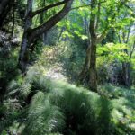 The woods in Fort Ward State Park